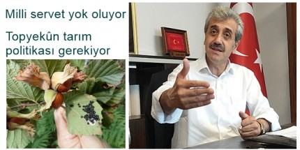 Kokarca Fındık Üreticisini Zorluyor Topyekûn Mücadele Gerekiyor 